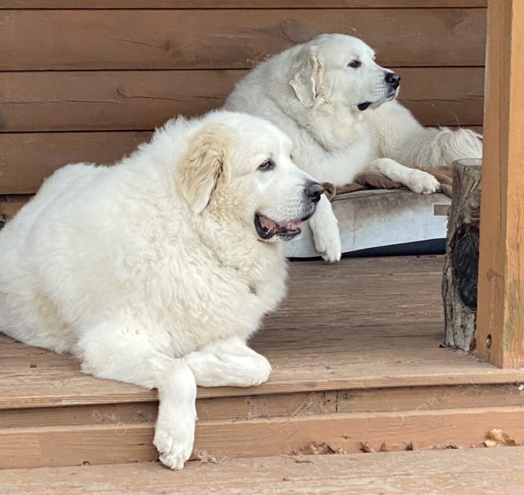 Our two Great Pyrenees - Winston and Bailey