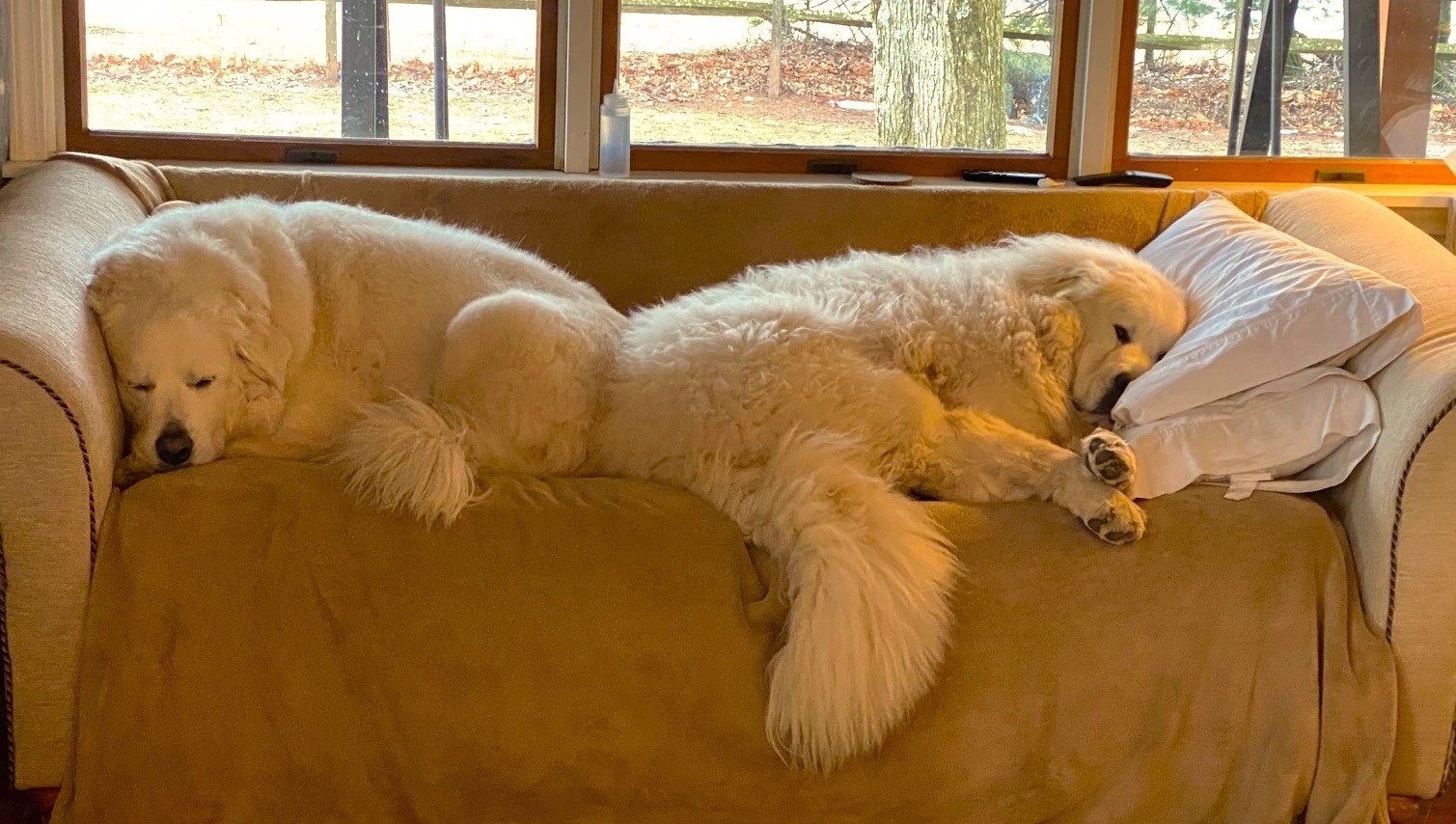 Two Great Pyrenees dogs asleep on a couch